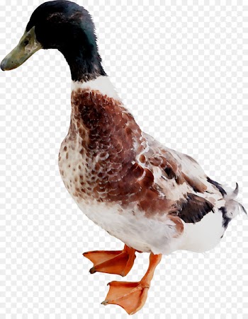 Mallard Duck Goose Bird Verse -  