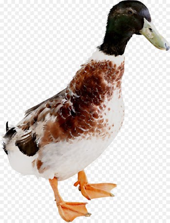 Mallard Duck Goose Chicken Image -  