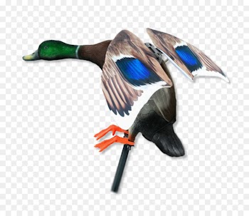 Mallard Duck Goose Cygnini Bird - duck 