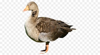 Mallard Duck Goose Portable Network Graphics American Pekin - duck 