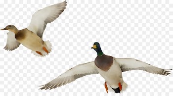 Mallard Duck Image Photography Goose -  