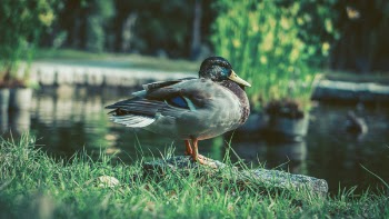 Mallard Duck Near Body of Water
