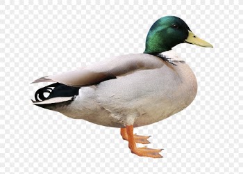 Mallard duck png clipart, bird, | Free PNG - rawpixel