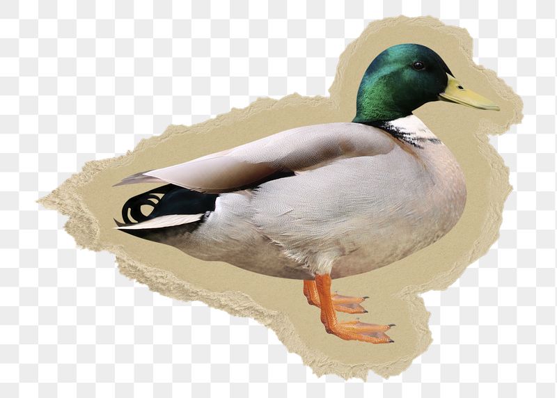 Mallard duck png sticker, ripped | Free PNG - rawpixel