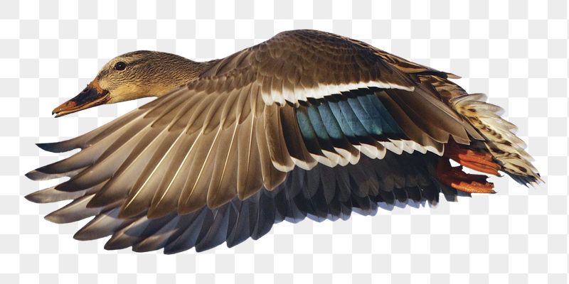 Mallard duck png sticker, transparent | Free PNG - rawpixel