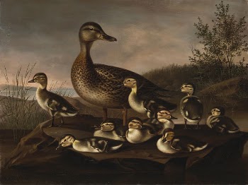 Mallard ducklings, 1841, Magnus Von | Free Photo - rawpixel