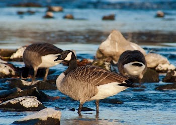 Mallard Ducks on Body of Water