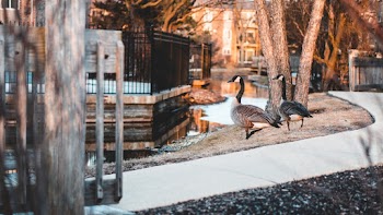 Mallard Ducks on Park Beside Water