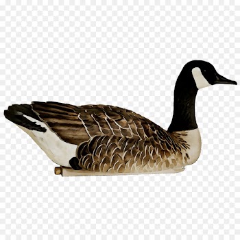 Mallard Goose Avian-X Decoy Duck -  