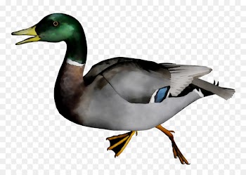 Mallard Goose Duck Fauna Beak -  