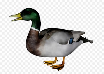 Mallard Goose Duck Fauna Beak -  