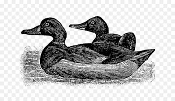 Mallard Goose Duck Fauna Beak - goose 