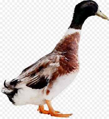 Mallard Goose Duck Fauna Feather -  