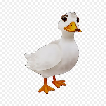 Mallard Goose Duck Feather Beak -  
