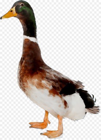 Mallard Goose Duck Wusheng County Catty -  