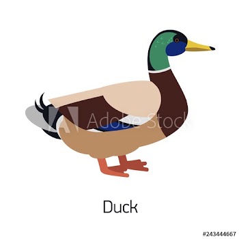 Mallard or dabbling duck isolated on white background