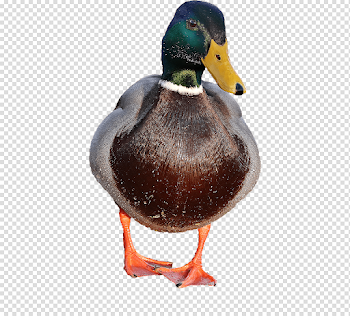 Mallard PNG File | PNG Mart
