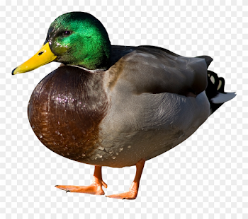 Mallard Png Transparent Hd Photo - Duck Png Clipart (#1836855 ...
