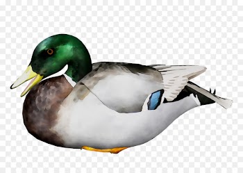 Mallard Product design Fauna -  