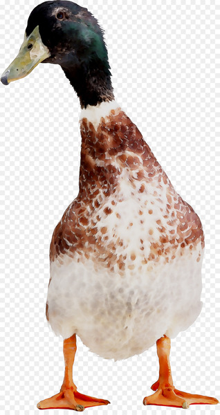 Mallard Stock photography Duck Image -  
