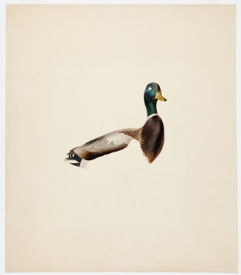 Mallard ; unfinished, 1835 - | Free Photo - rawpixel