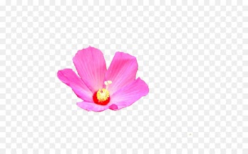 Mallows Naver Blog Petal Plants - daffodil 