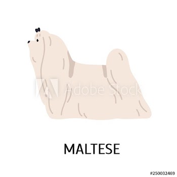 Maltese