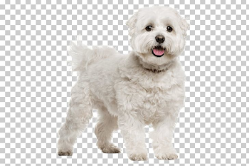 Maltese Dog Bichon Frise Bolognese Dog Havanese Dog Little Lion ...