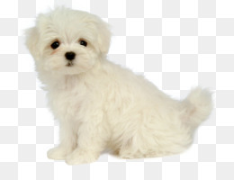 Maltese Dog PNG - maltese-dog-art maltese-dog-colors maltese-dog ...