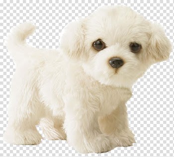 Maltese dog Puppy Stuffed Animals & Cuddly Toys Infant, poodle transparent background PNG clipart