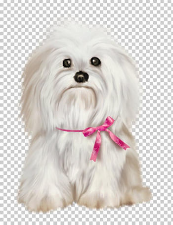 Maltese Dog Shih Tzu Pekingese Yorkshire Terrier Havanese Dog PNG ...