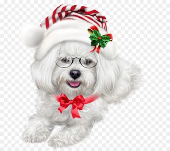 Maltese dog Shih Tzu Puppy Havanese dog Lhasa Apso - puppy 