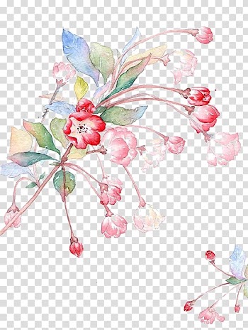 Malus halliana Malus spectabilis Illustration, Red flowers transparent background PNG clipart