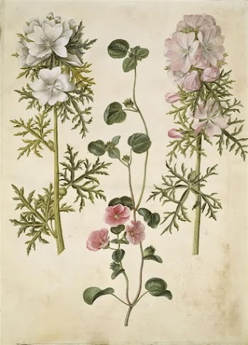 Malva moschata (musk cat cheese);Malva | Free Photo - rawpixel