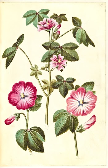 Malva sylvestris (common cat cheese);Lavatera | Free Photo - rawpixel