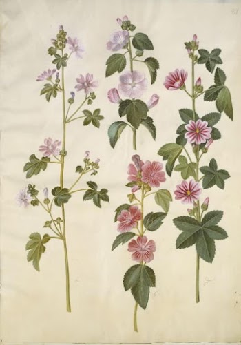 Malva sylvestris (common cat cheese);Lavatera | Free Photo - rawpixel