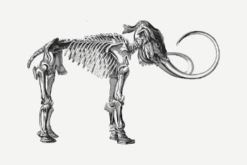 Mammoth fossil drawing, animal illustration | Free PSD - rawpixel