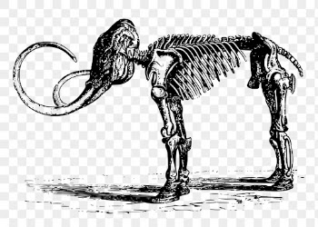 Mammoth fossil png clipart, animal | Free PNG Illustration - rawpixel