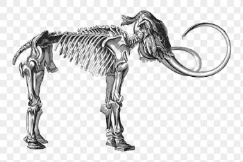 Mammoth fossil png sticker animal | Free PNG - rawpixel