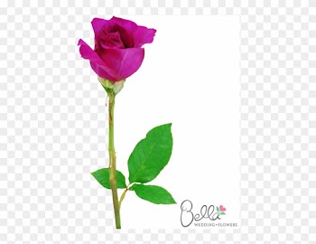 Mammy Blue Are A Gorgeous Variety Of Fushia Rose And - Wedding