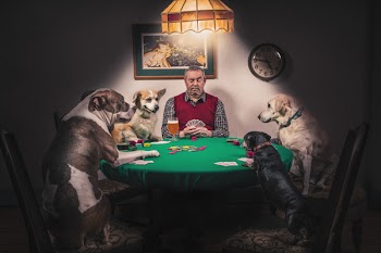 Man &amp; Dogs Playing Cards Free Photo 