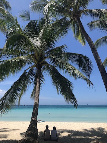 Man and Woman Sitting on the Beach  Under Coconut Tree