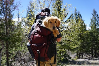 Man Carrying Dog on Red Backpack