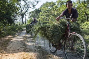 Man carrying grass on bicycle, | Free Photo - rawpixel