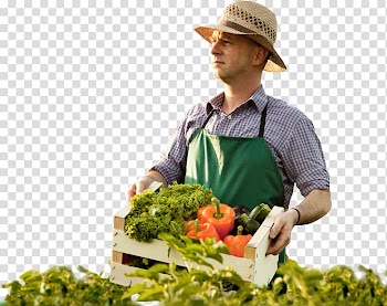 Man carrying wooden crate, Agriculture Food Fertilisers Leaf vegetable, farmers transparent background PNG clipart