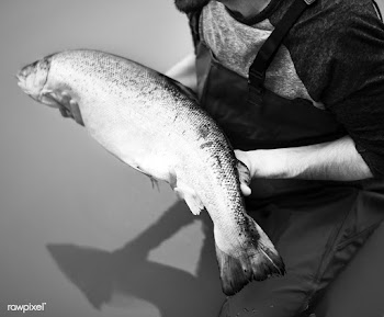 Man caught salmon fish | Free stock photo - 388024