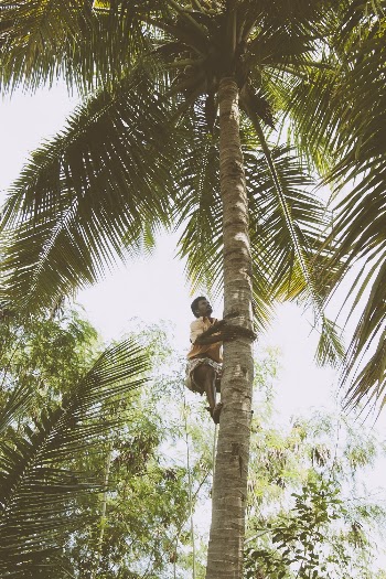 Man Climbing Palm Tree