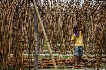 Man collecting rattan, Quezon, Palawan, | Free Photo - rawpixel