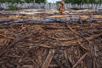 Man cutting mahogany, Carmilita, Guatemala, | Free Photo - rawpixel