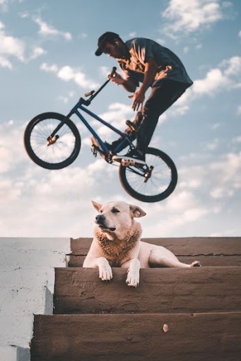 man doing BMX tricks near white dog